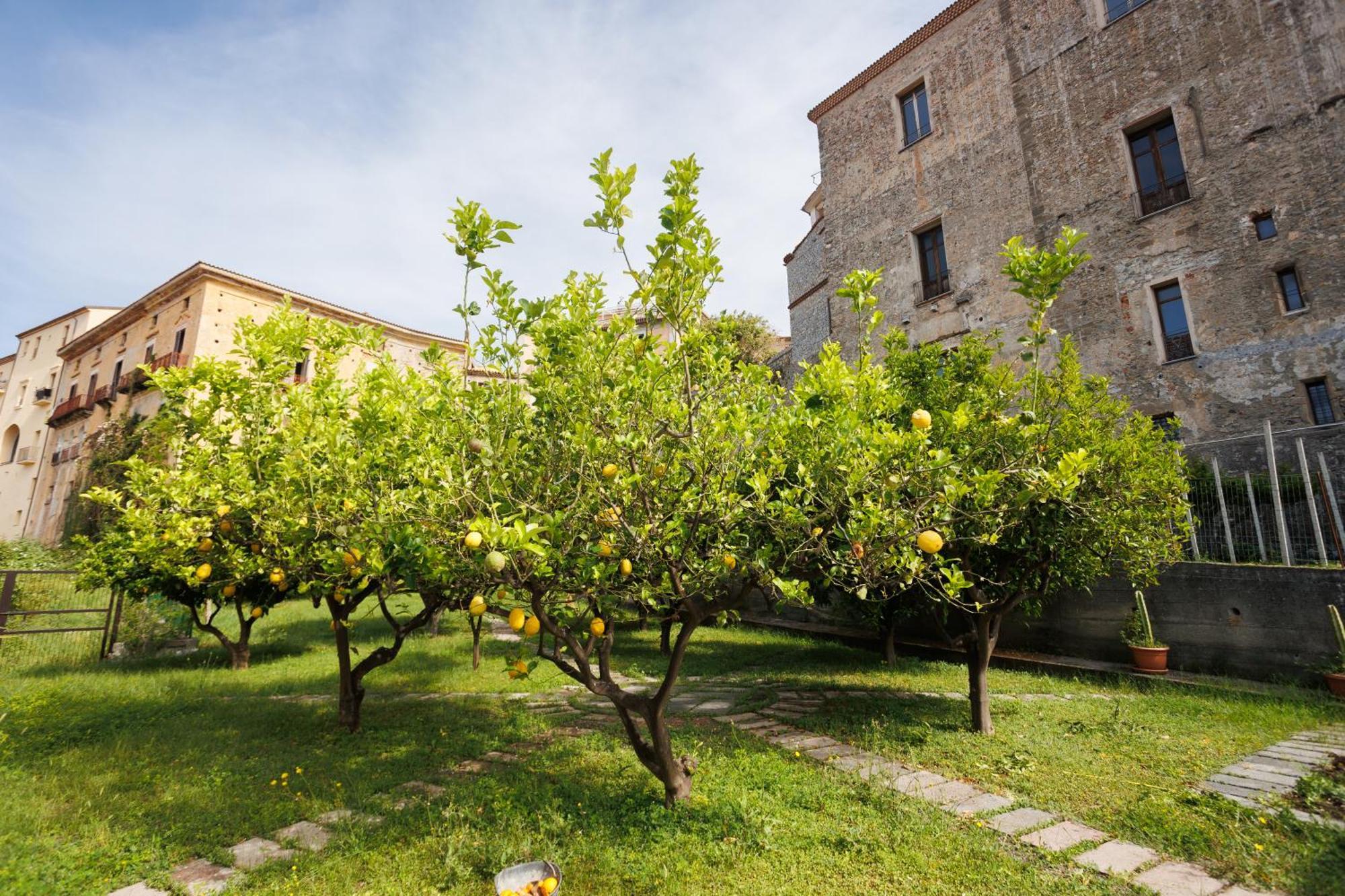 Apartmán The Lemon Tree House Scalea Exteriér fotografie