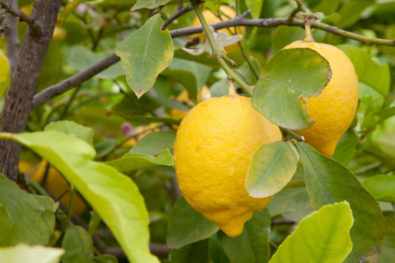 Apartmán The Lemon Tree House Scalea Exteriér fotografie